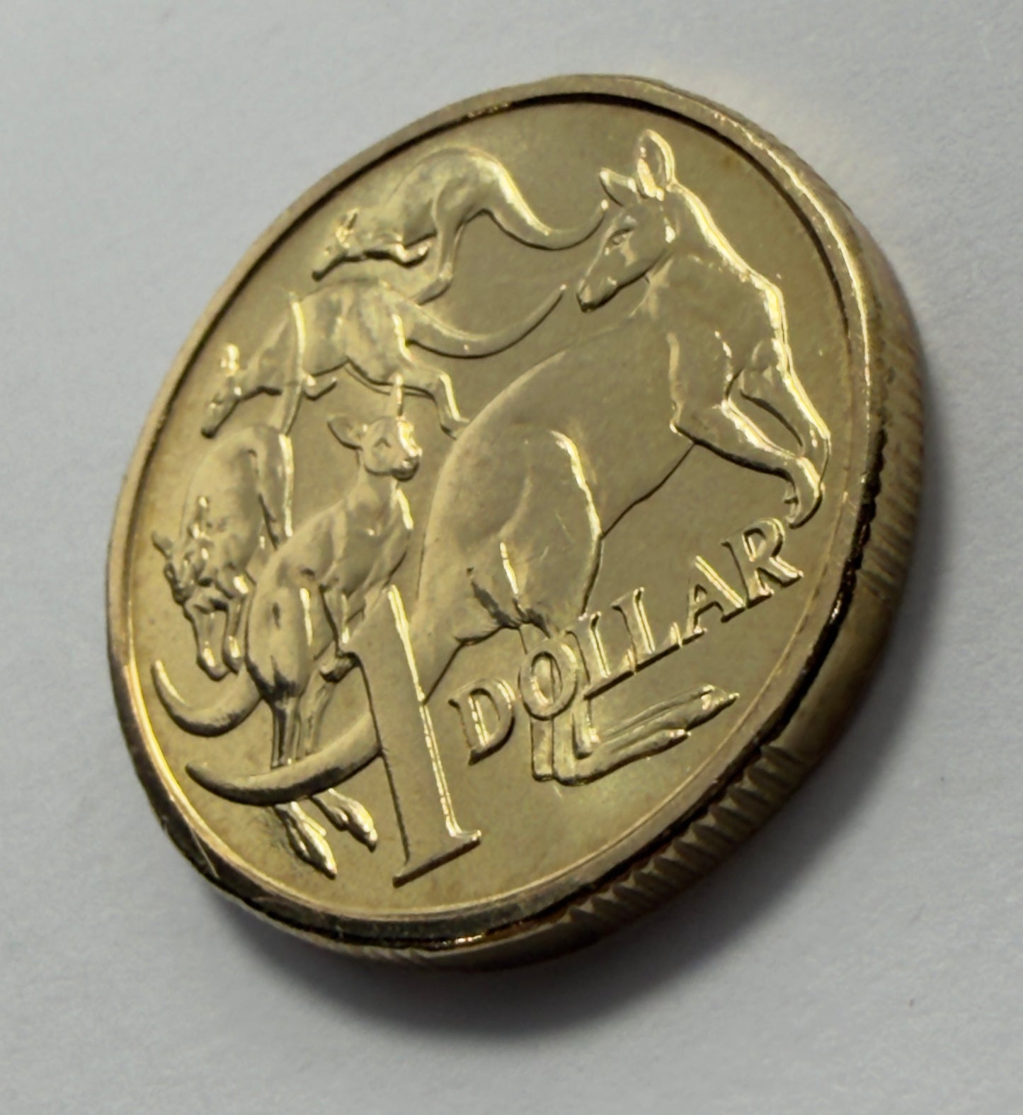2016 $1 Coin - Uncirculated - Mob of Roos - One Dollar - Comes in 2x2