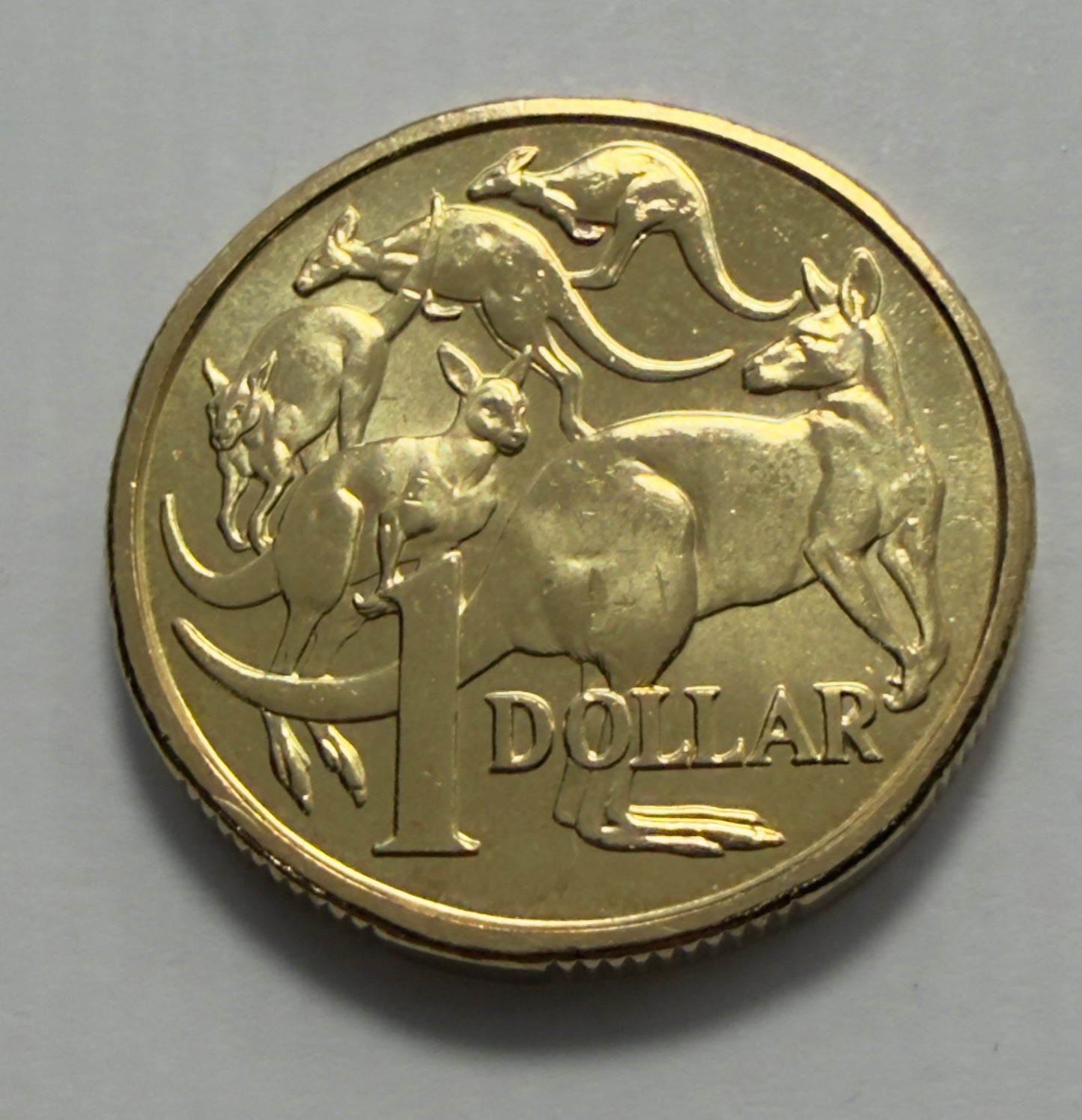 2016 $1 Coin - Uncirculated - Mob of Roos - One Dollar - Comes in 2x2
