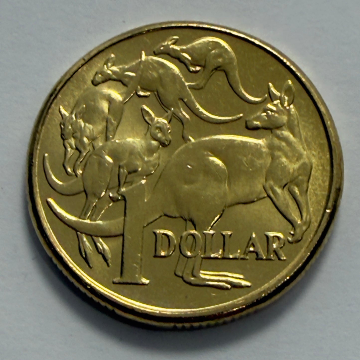 2013 $1 Coin - Uncirculated - Mob Of Roos - comes in 2x2