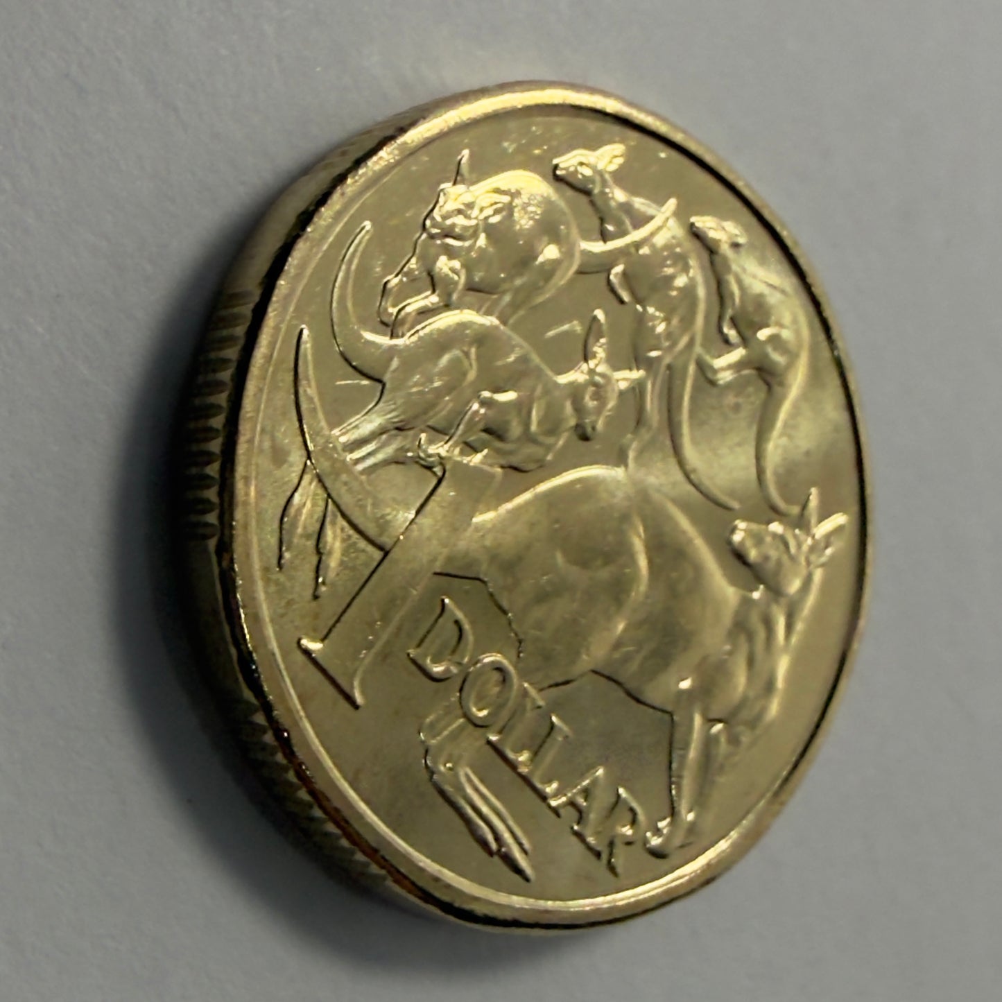 2019 $1 Coin - JC Effigy - Uncirculated - Mob of Roos - One Dollar - in 2x2