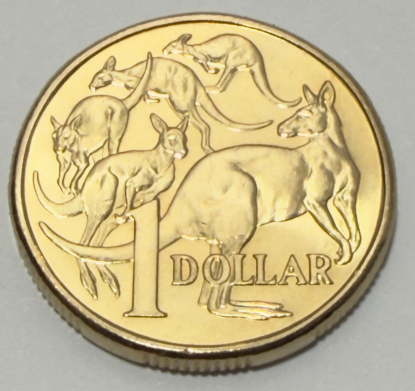 2017 $1 Mob of Roos Coin - Uncirculated - One Dollar - comes in 2x2