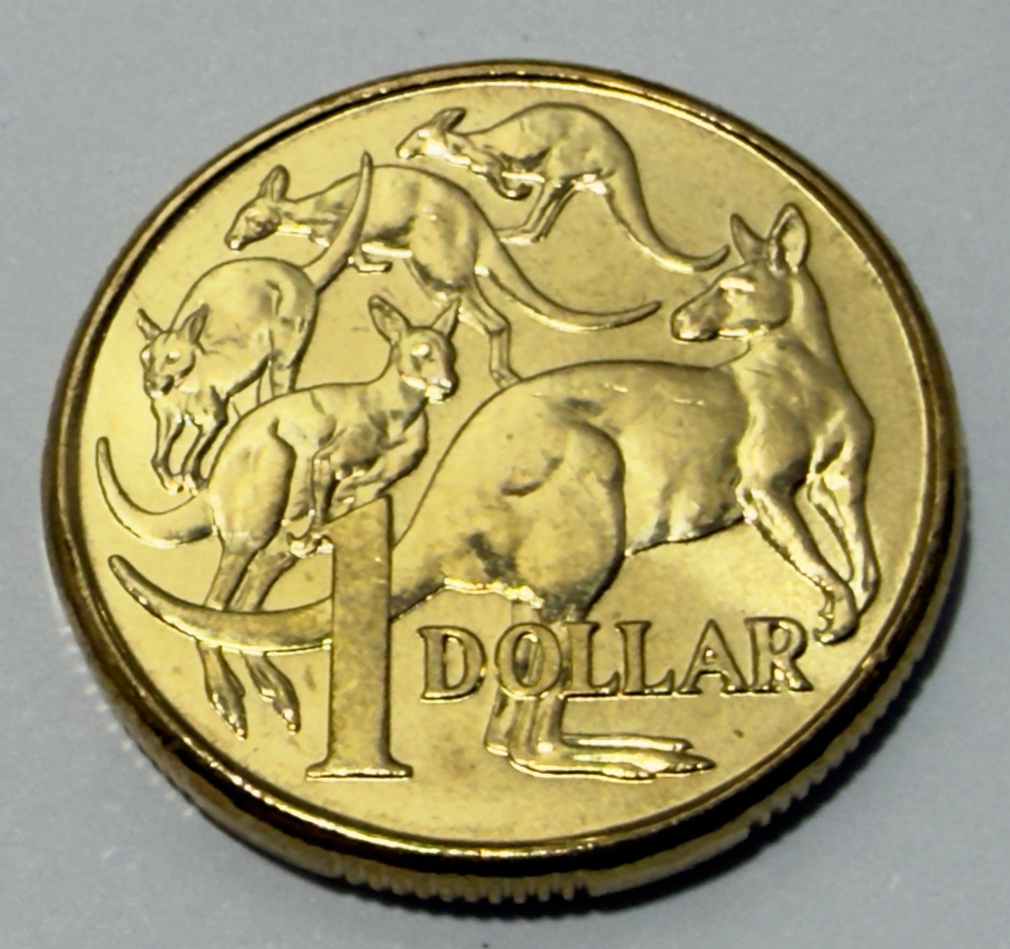 2008 $1 Coin - Mob of Roos - Uncirculated - comes in 2x2